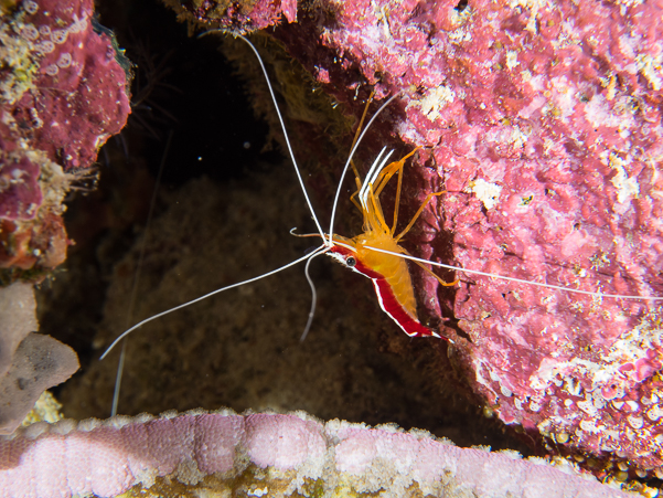 White-banded Cleaner Shrimp