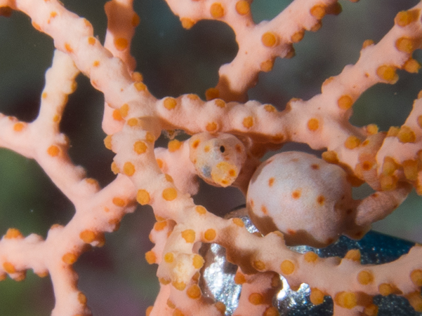 Denise Pygmy Seahorse