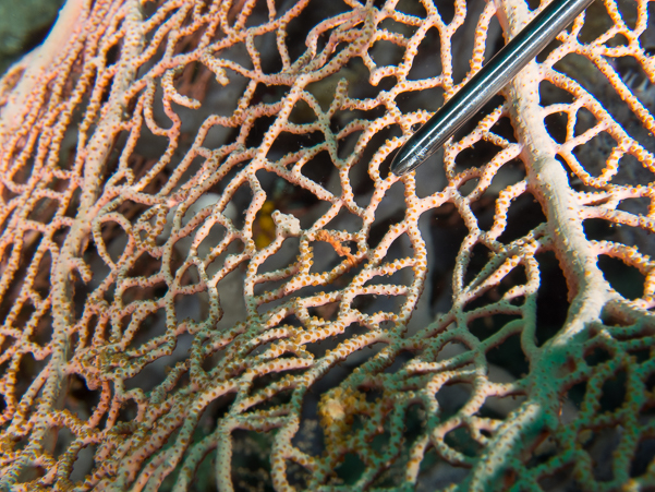 Denise Pygmy Seahorse