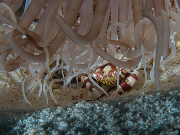 Harlequin Swimming Crab