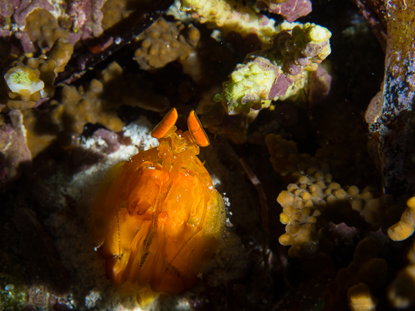 Golden Mantis Shrimp