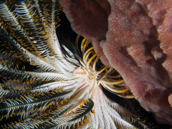 Baba's Crinoid Squat Lobster