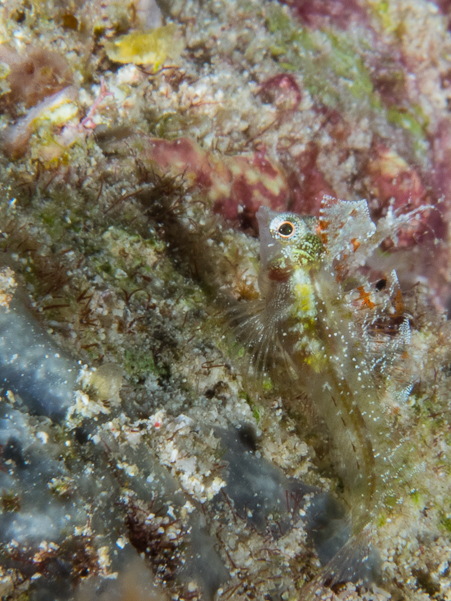 Pale-spotted Triplefin