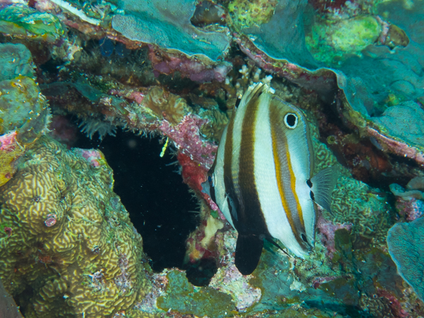 Two-eyed Coralfish