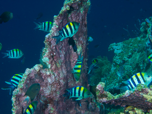 Indo-Pacific Sergeant Damselfish