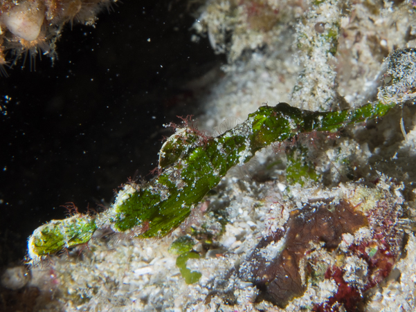 Halimeda Ghost Pipefish