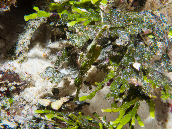 Halimeda Ghost Pipefish