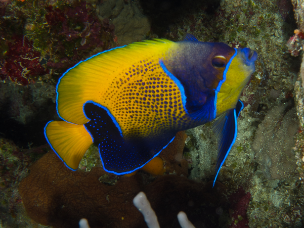 Blue-girdled Angelfish