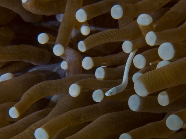 Mushroom Coral Pipefish