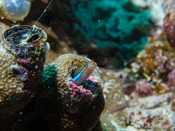 Bluestriped Fangblenny