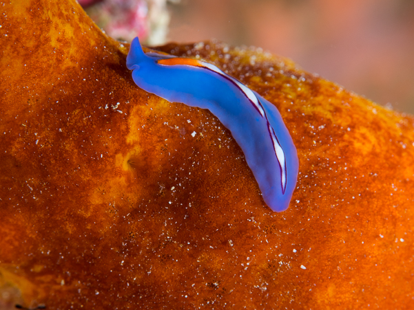 Racing Stripe Flatworm