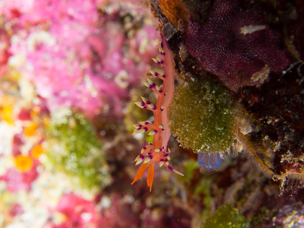 Desirable Flabellina Nudibranch