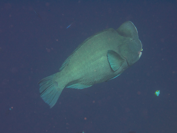 Bumphead Parrotfish