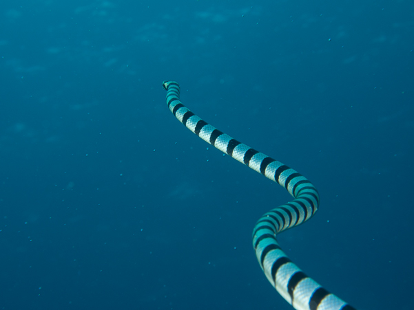 Banded Sea Krait