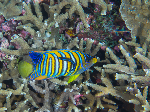 Regal Angelfish