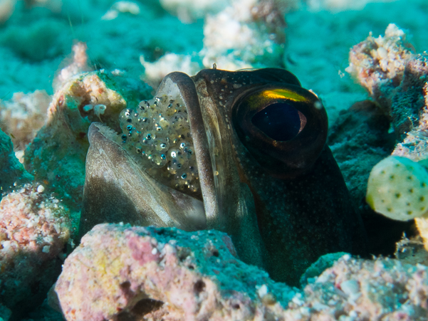 Yellowbarred Jawfish