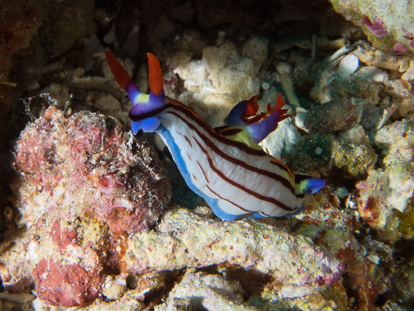 Nembrotha sp. 2 Nudibranch