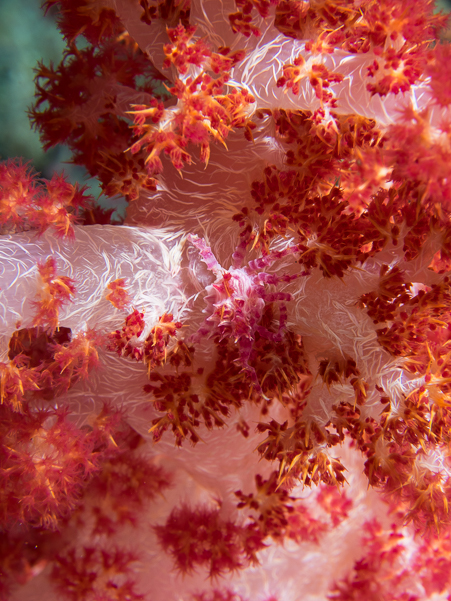 Soft Coral Crab