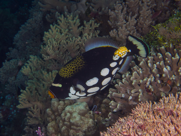 Clown Triggerfish