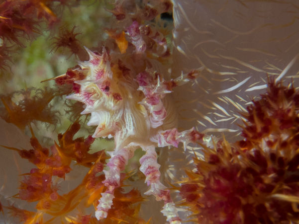 Soft Coral Crab