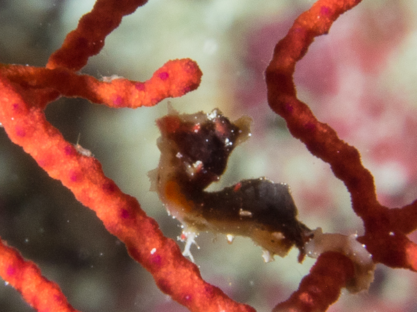 Severnsi Pygmi Seahorse