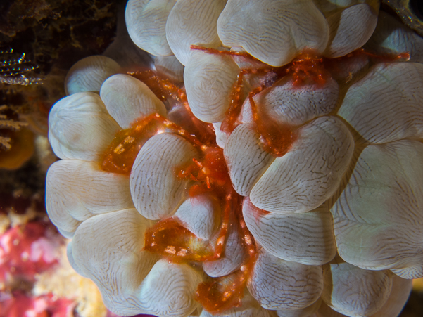 Orangutan Crabs