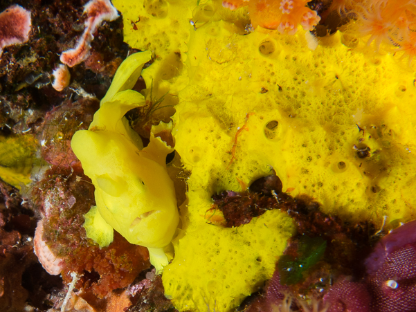 Giant Frogfish