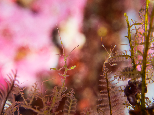 Skeleton Shrimp