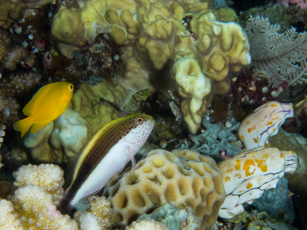 Freckled Hawkfish (juvenile)