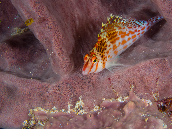 Dwarf Hawkfish