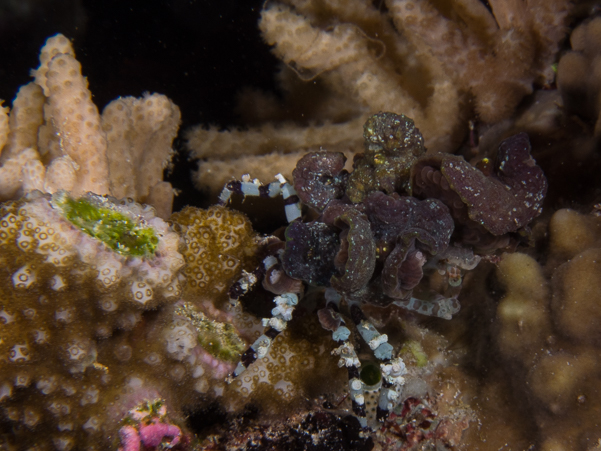 Corallimorph Decorator Crab