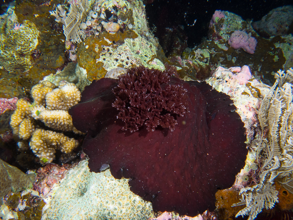 Liver-colored Asteronotu Nudibranch