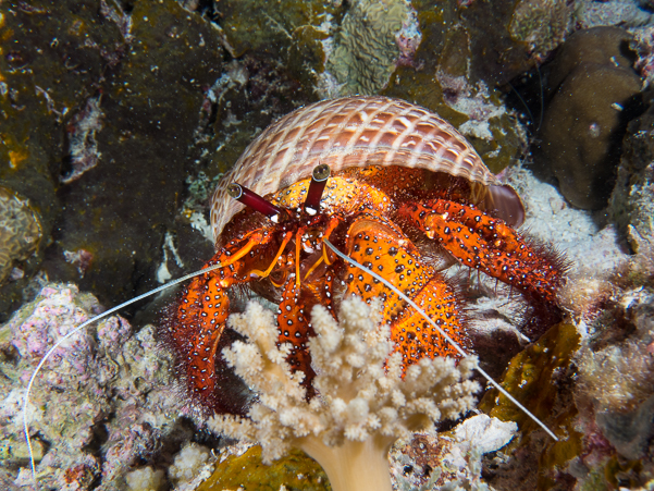 White-spotted Hermit Crab