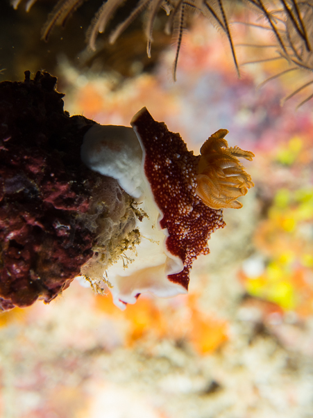 Reticulated Chromodoris Nudibranch