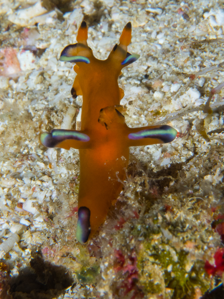 Pacific Thecacera Nudibranch