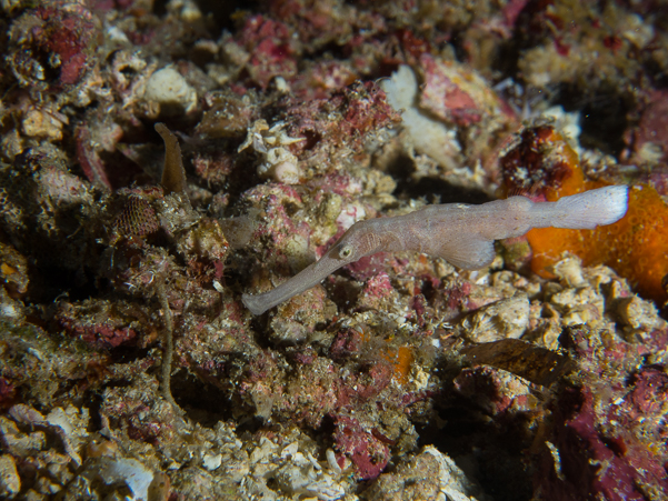 Robust Ghost Pipefish