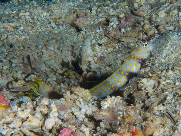 Spotted Shrimpgoby and Shrimp