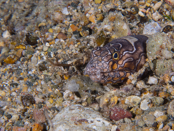 Napoleon Snake Eel