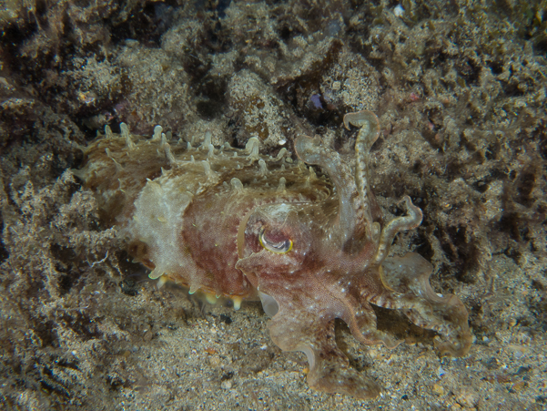 Undescribed Cuttlefish