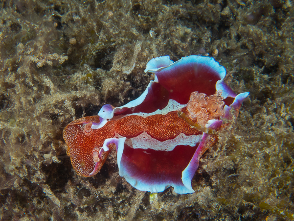 Spanish Dancer Nudibranch