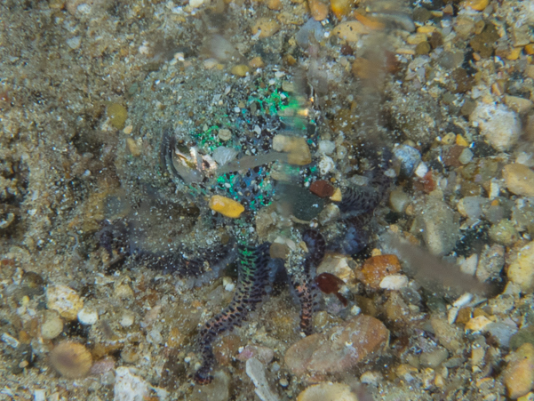 Berry's Bobtail Squid