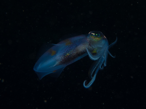 Bigfin Reef Squid