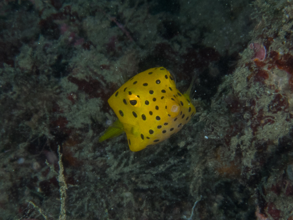 Yellow Boxfish (juvenile)