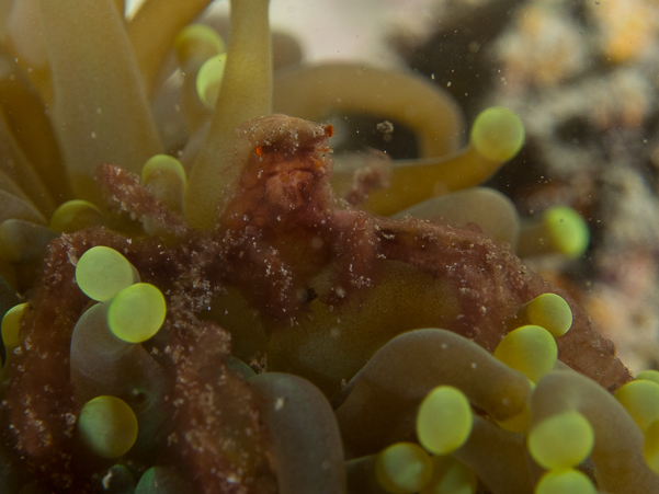 Orangutan Crab