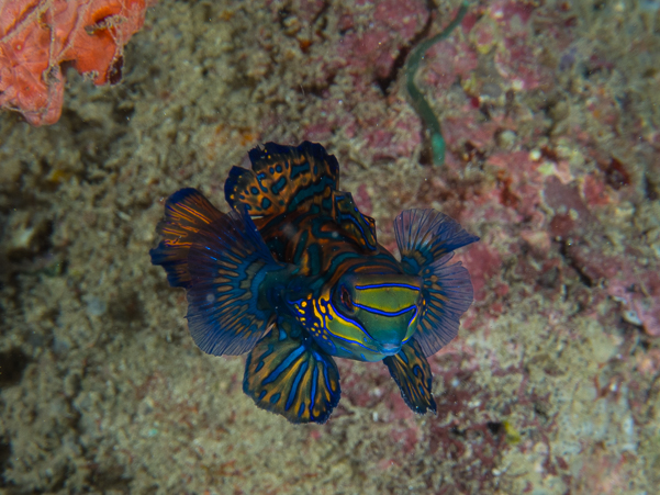 Mandarinfish Dragonet