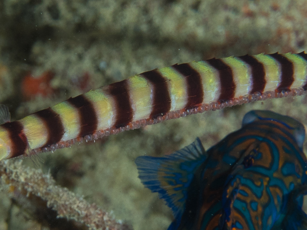 Ringed Pipefish