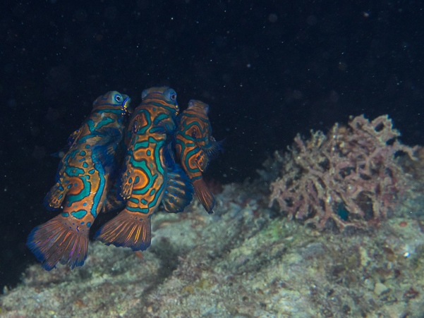 Mandarinfish Dragonet