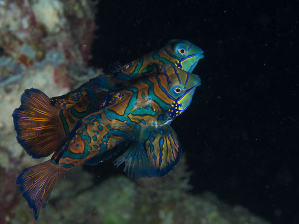 Mandarinfish Dragonet