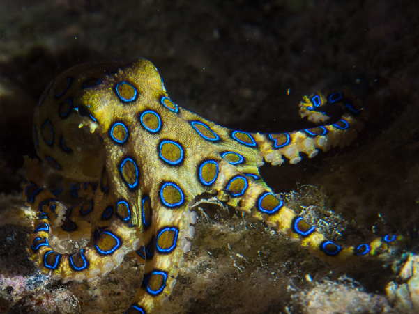 Greater Blue-ringed Octopus