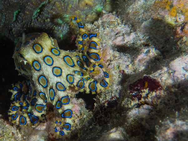 Greater Blue-ringed Octopus